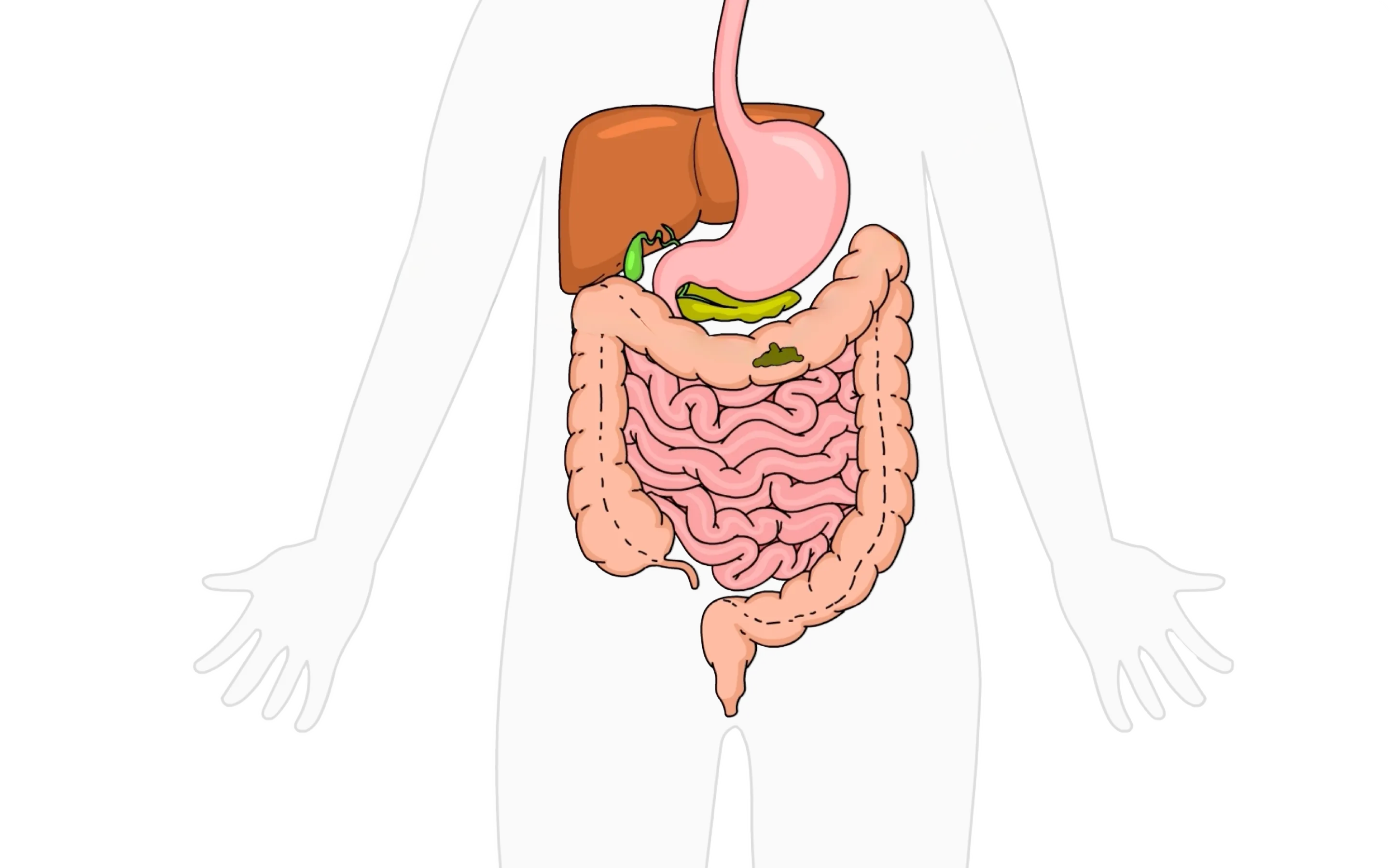 Emma Supplement gut health video illustration