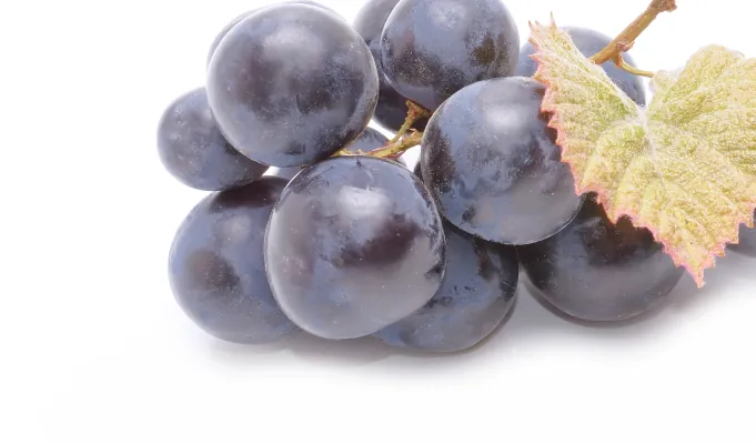 Resveratrol – Emma Supplement antioxidant gut support ingredient